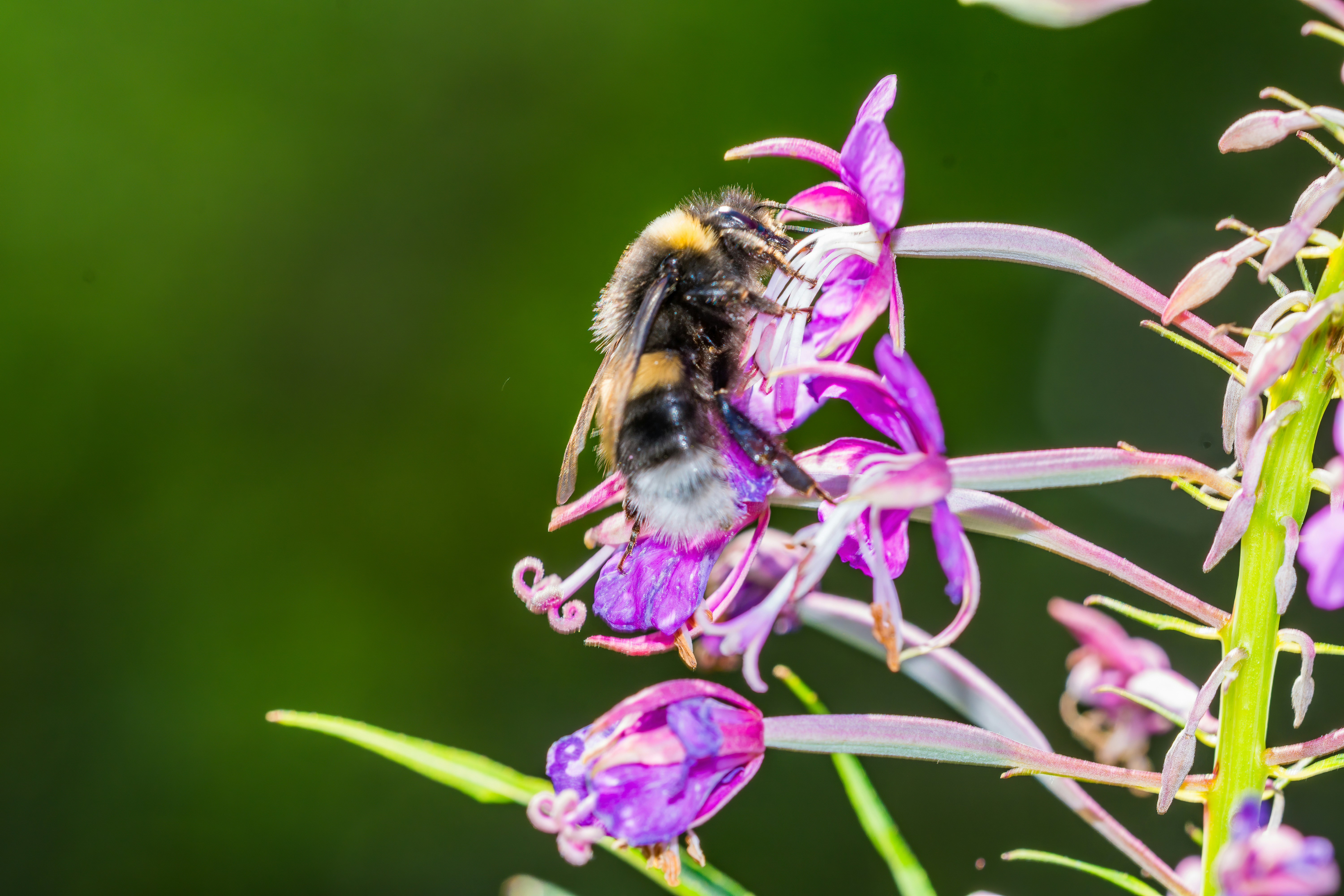 Common Bumblebee