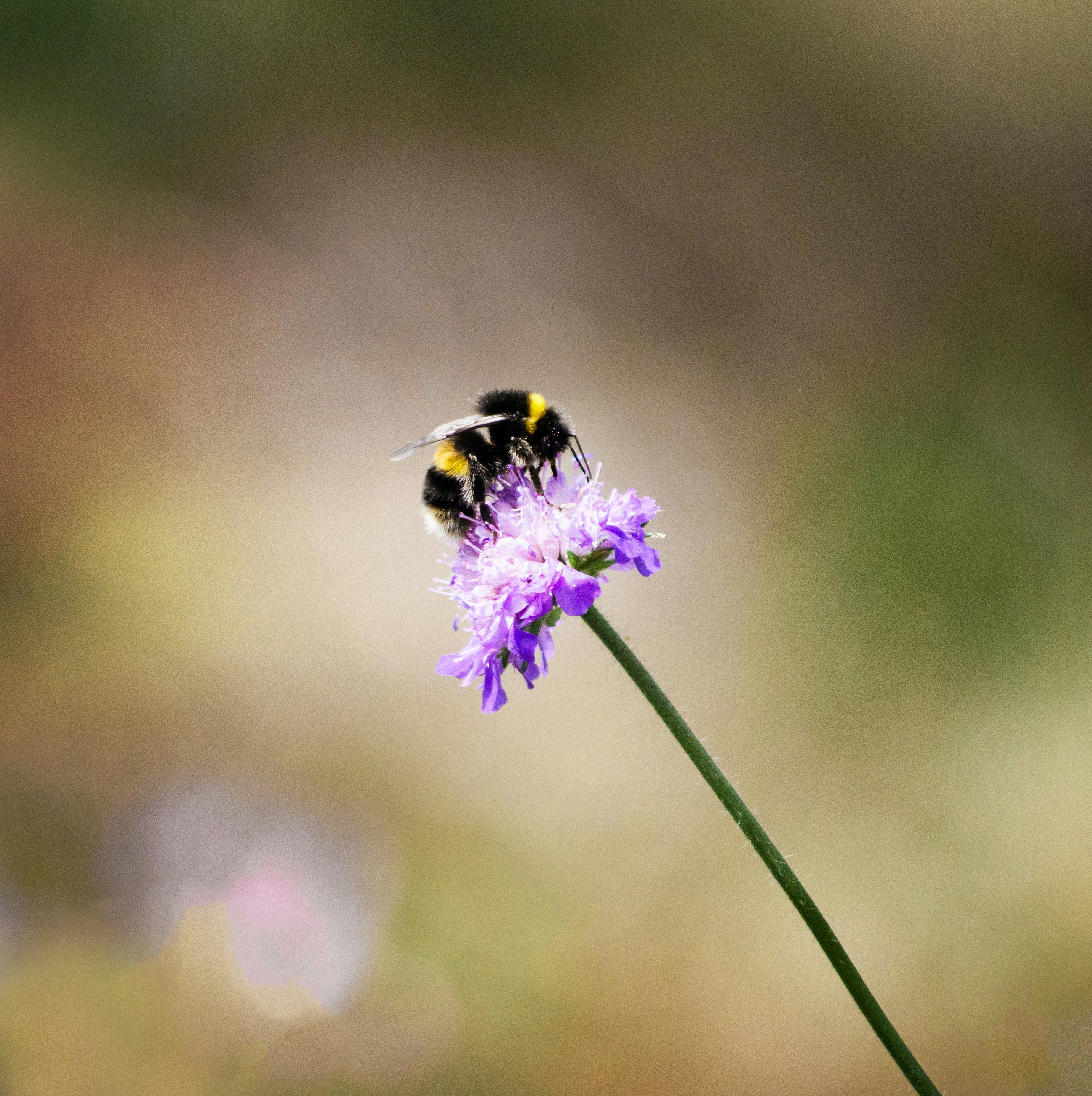 Common Bumblebee