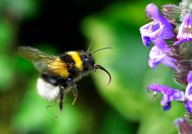 Common Bumblebee