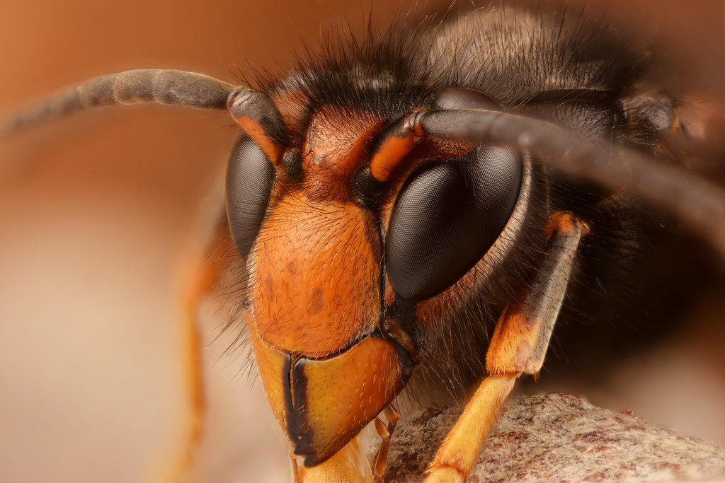 Asian Hornet