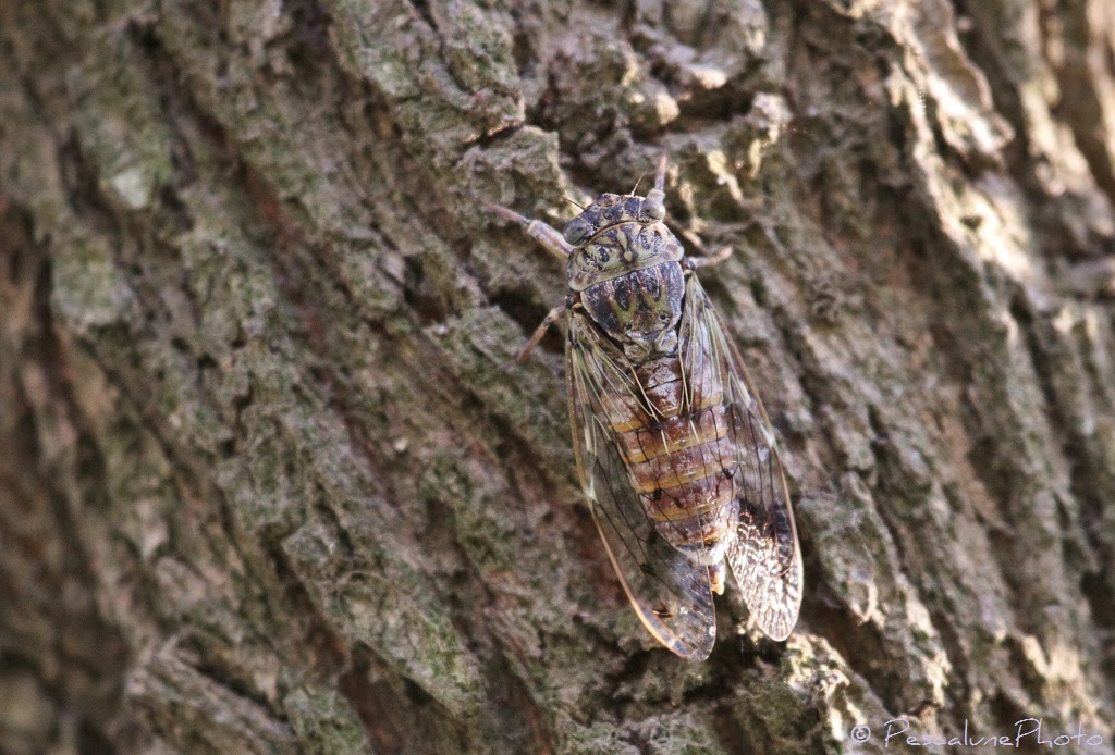 Common Cicada
