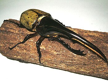 Hercules Beetle