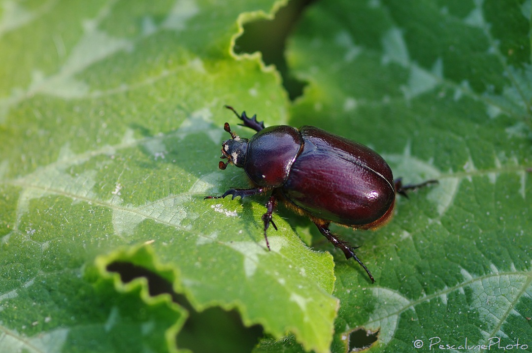 Rhinoceros Beetle