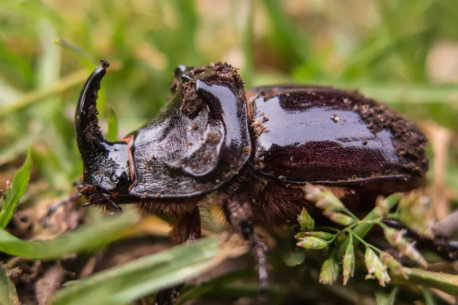 Rhinoceros Beetle