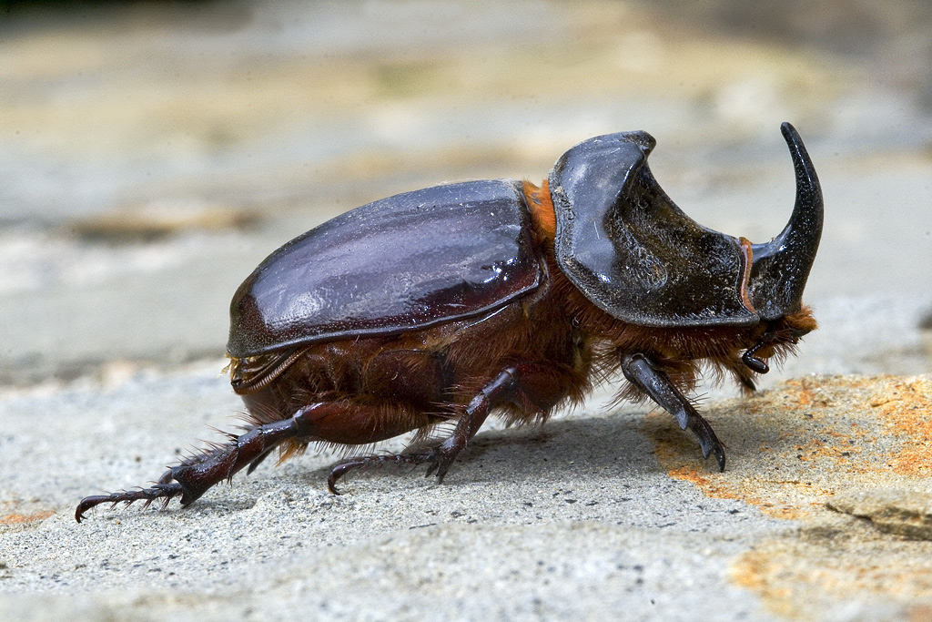 Rhinoceros Beetle