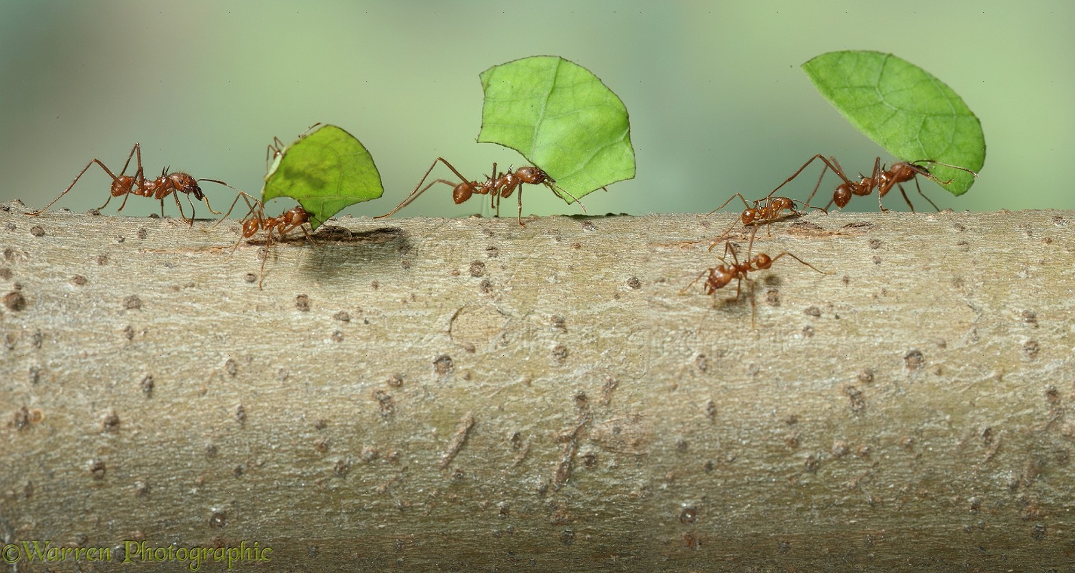 Leafcutter Ant