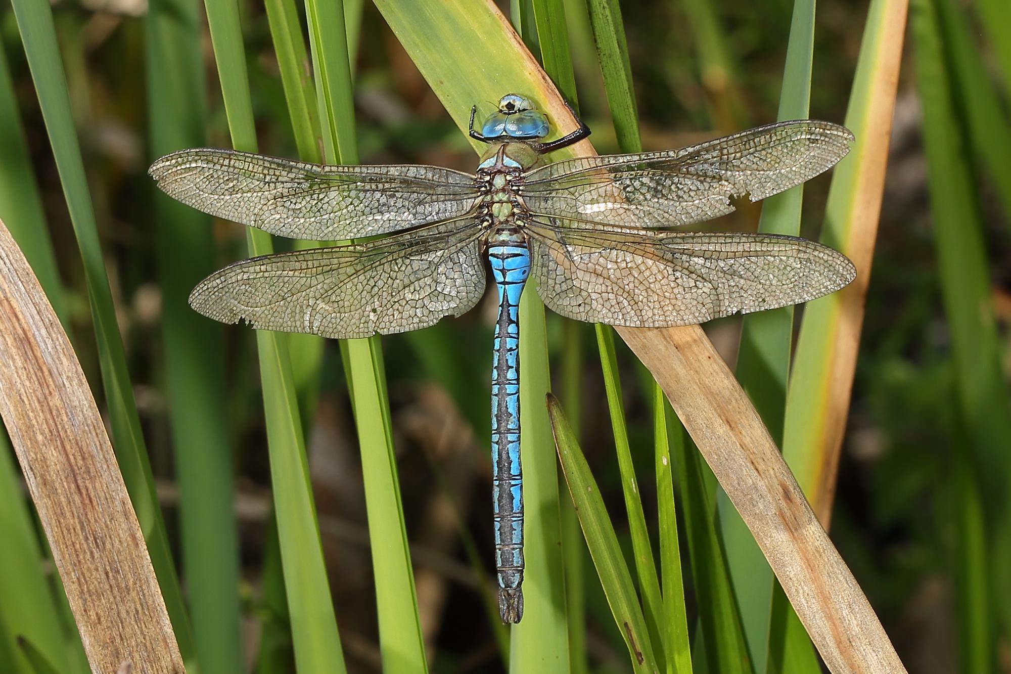 Common Dragonfly