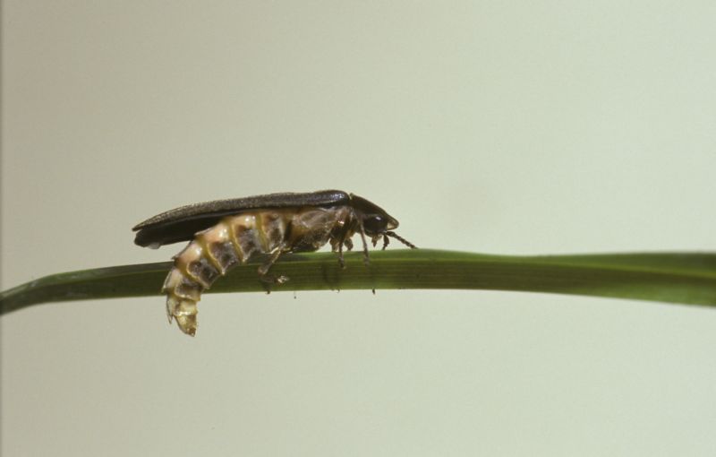 Common Firefly