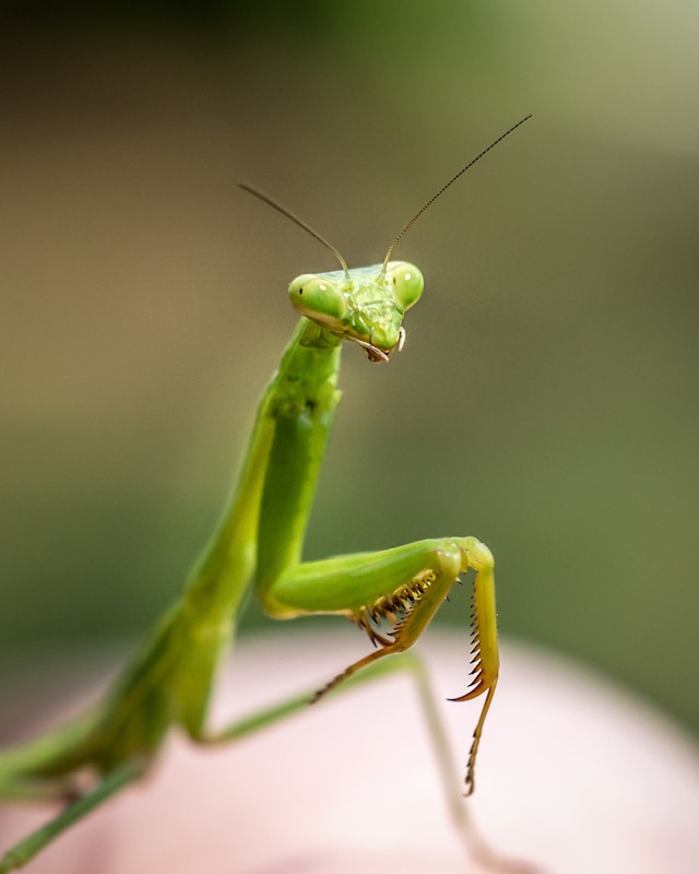 Praying Mantis