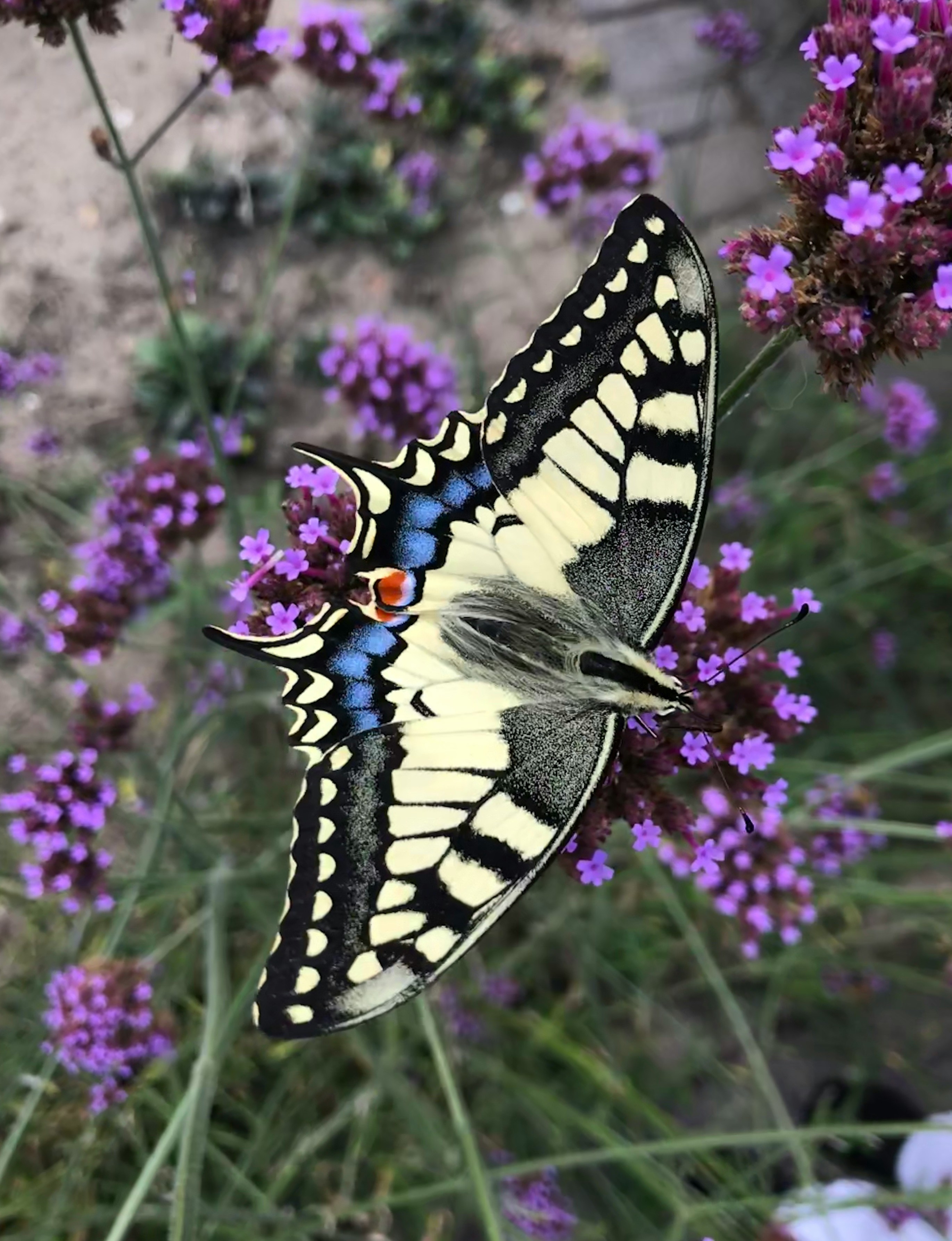 Swallowtail Butterfly