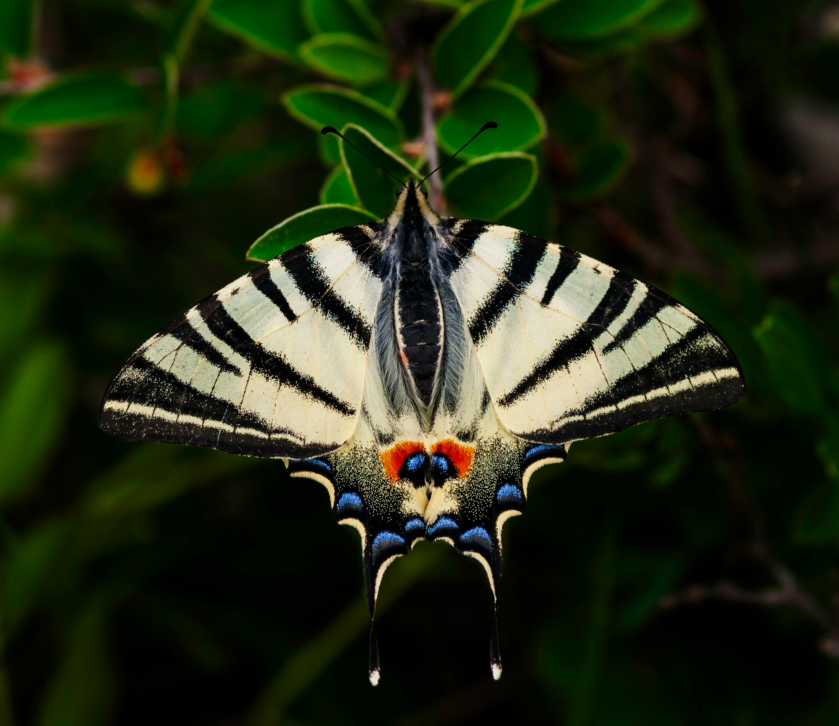 Swallowtail Butterfly