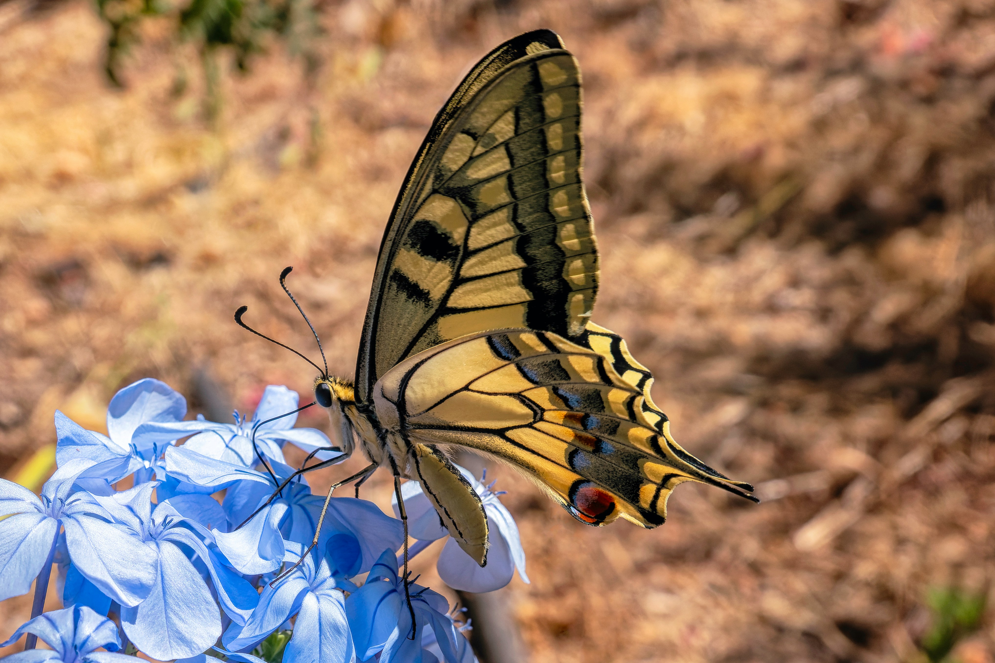 Swallowtail Butterfly