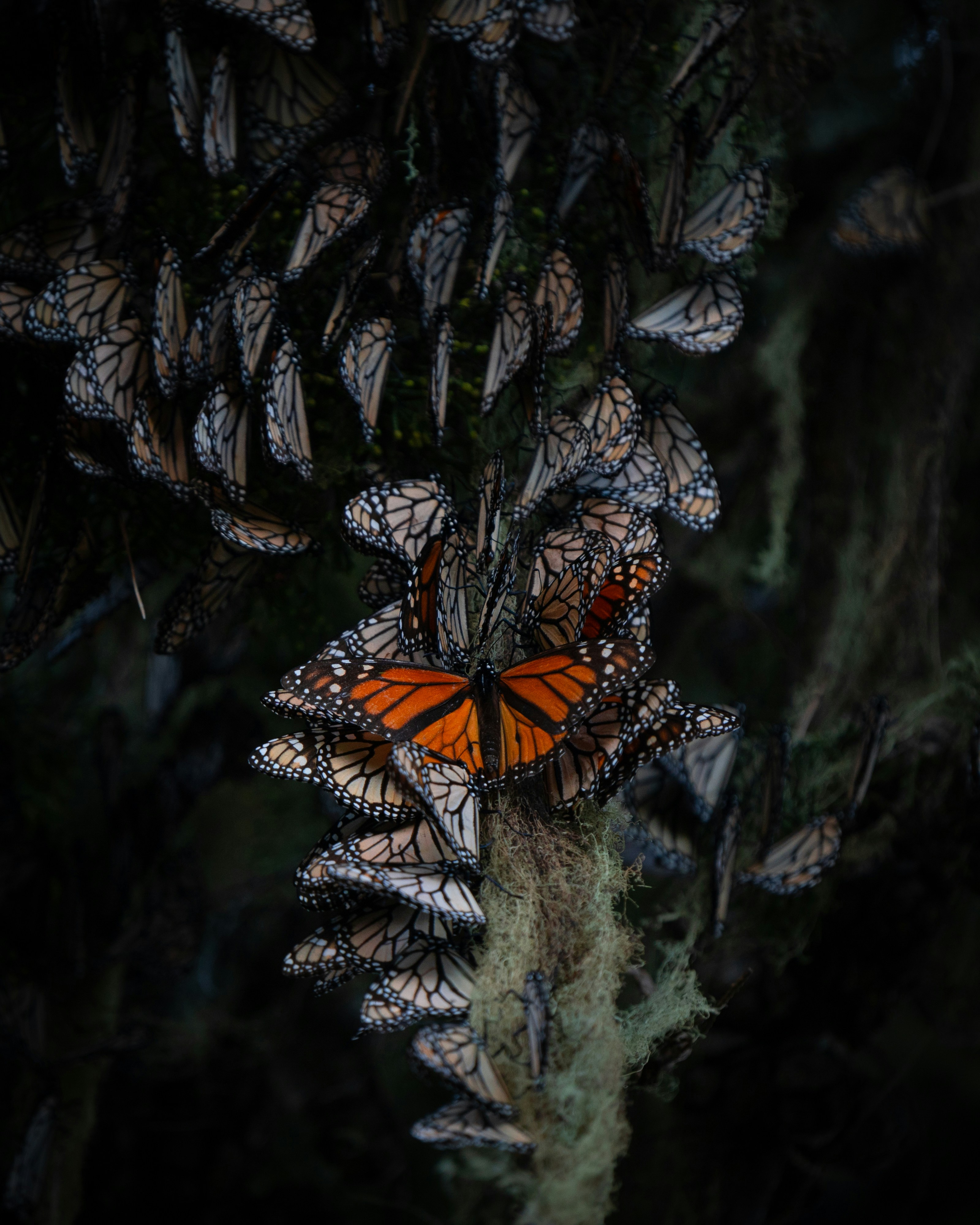 Monarch Butterfly