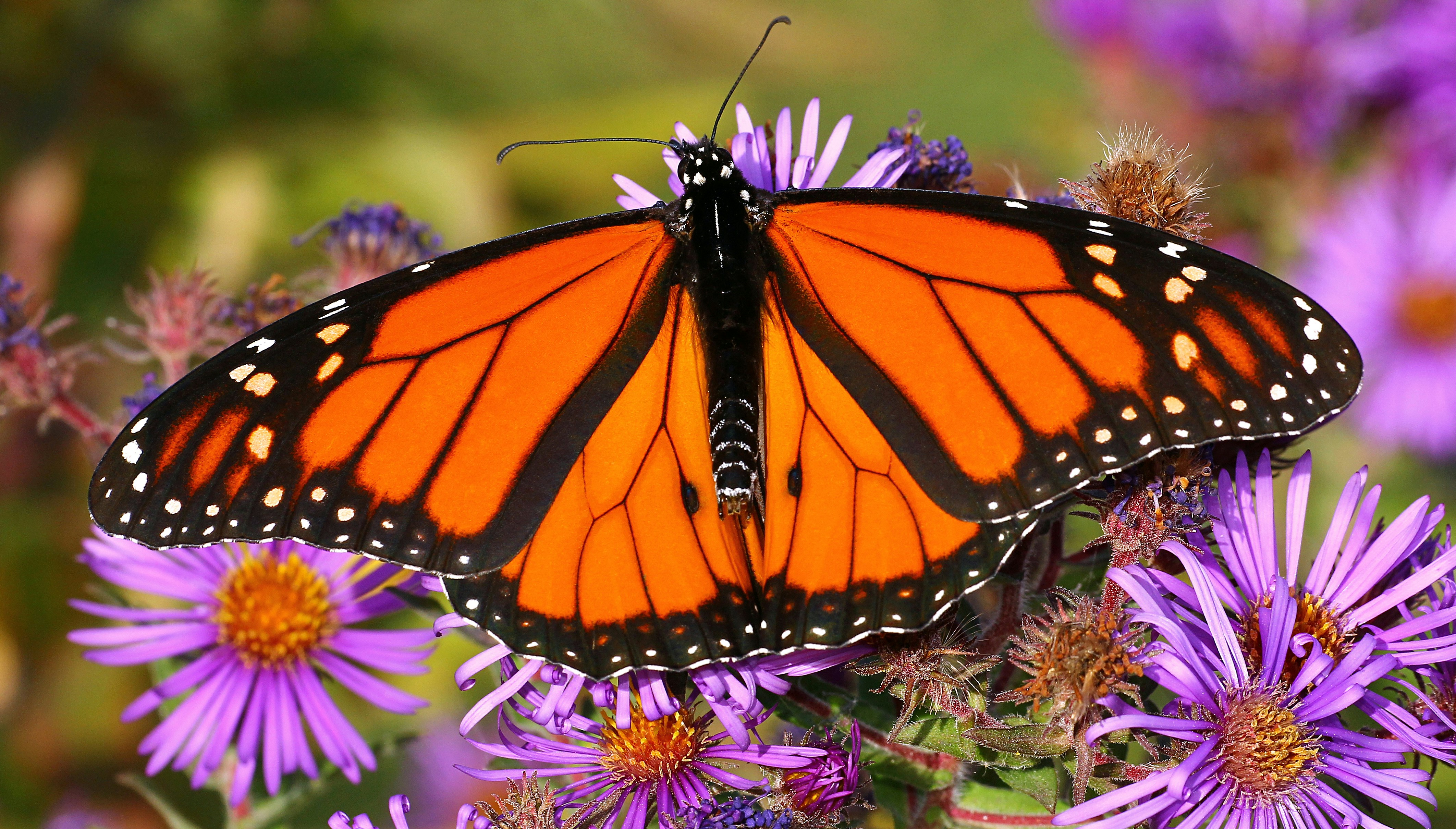 Monarch Butterfly