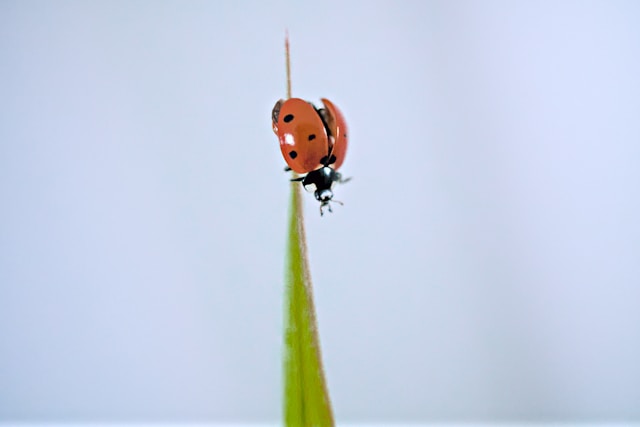 Seven-spot Ladybug