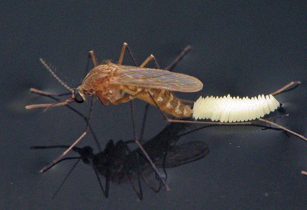Common Mosquito