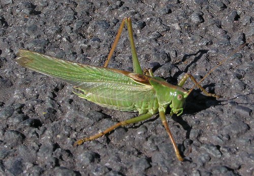 Great Green Bush-cricket