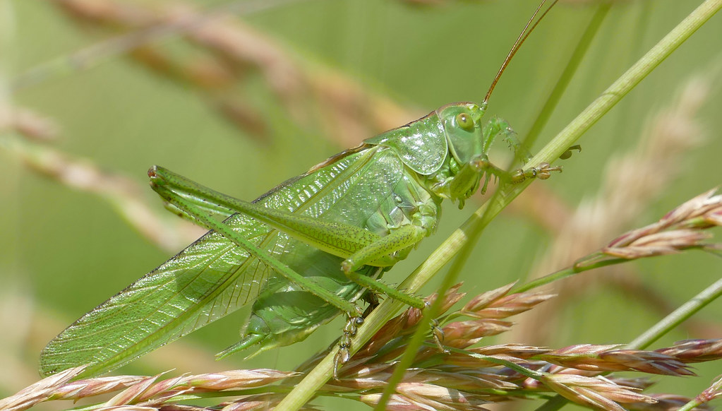 Great Green Bush-cricket
