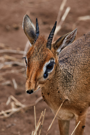 Kirk's Dik-Dik