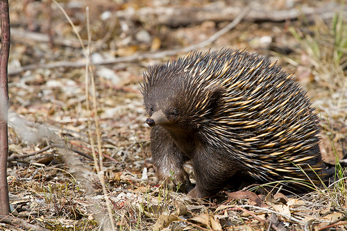 Short-Beaked Echidna