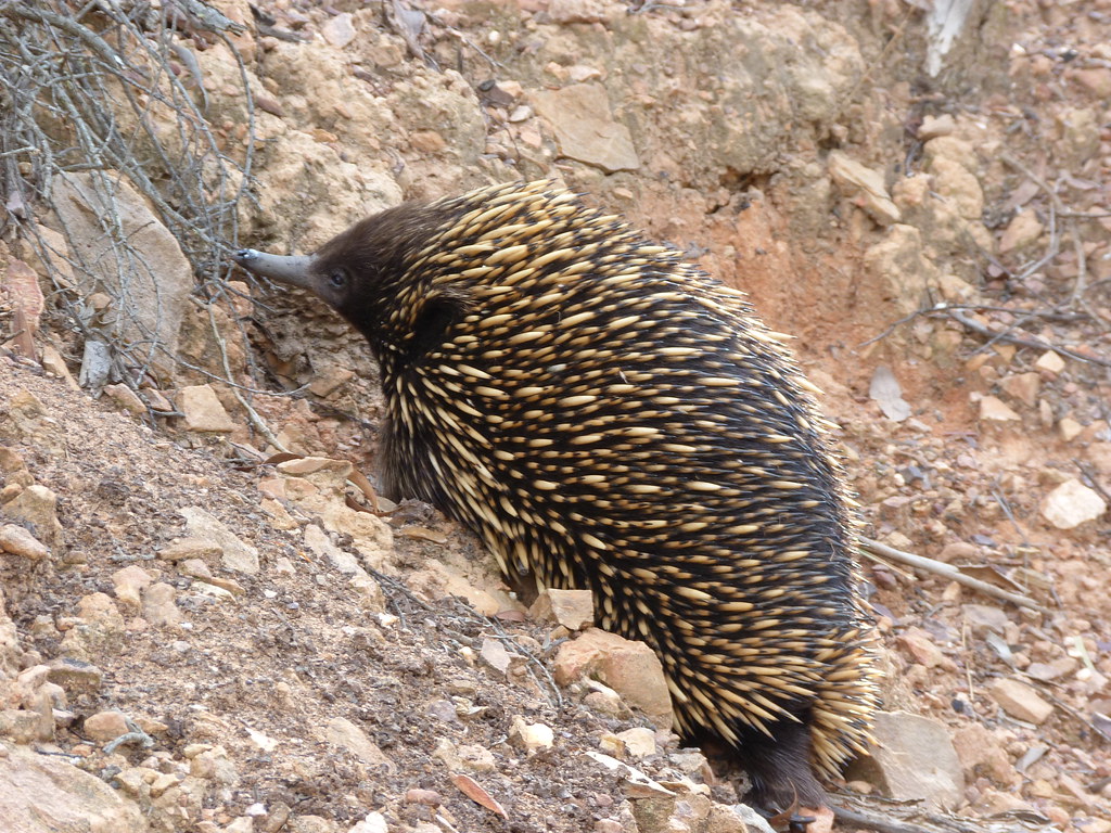 Short-Beaked Echidna