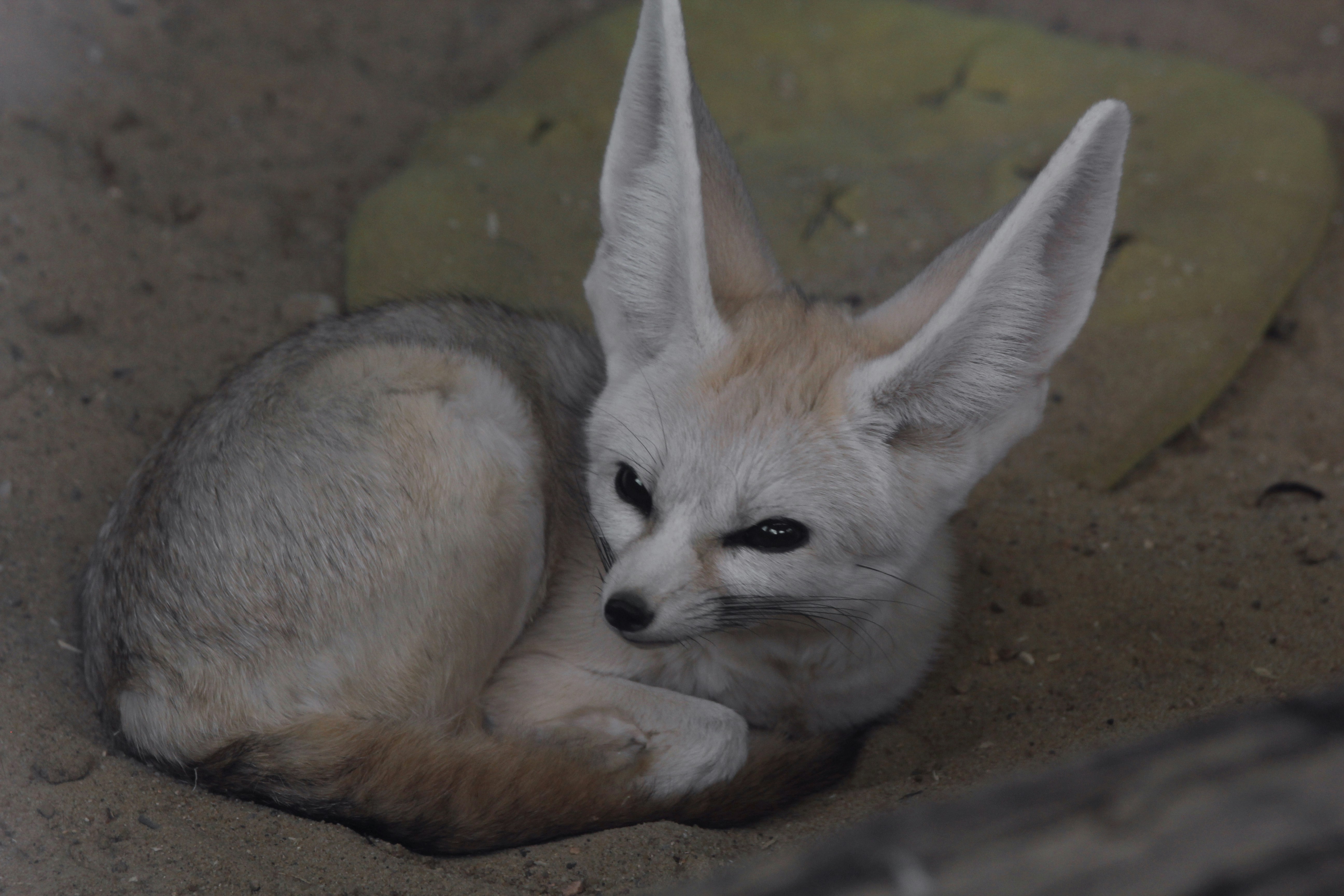 Fennec Fox