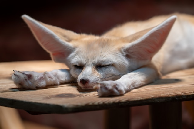 Fennec Fox