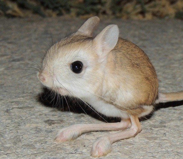Egyptian Jerboa