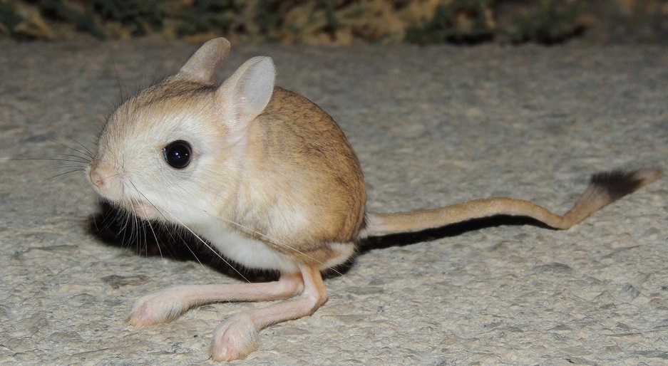 Egyptian Jerboa