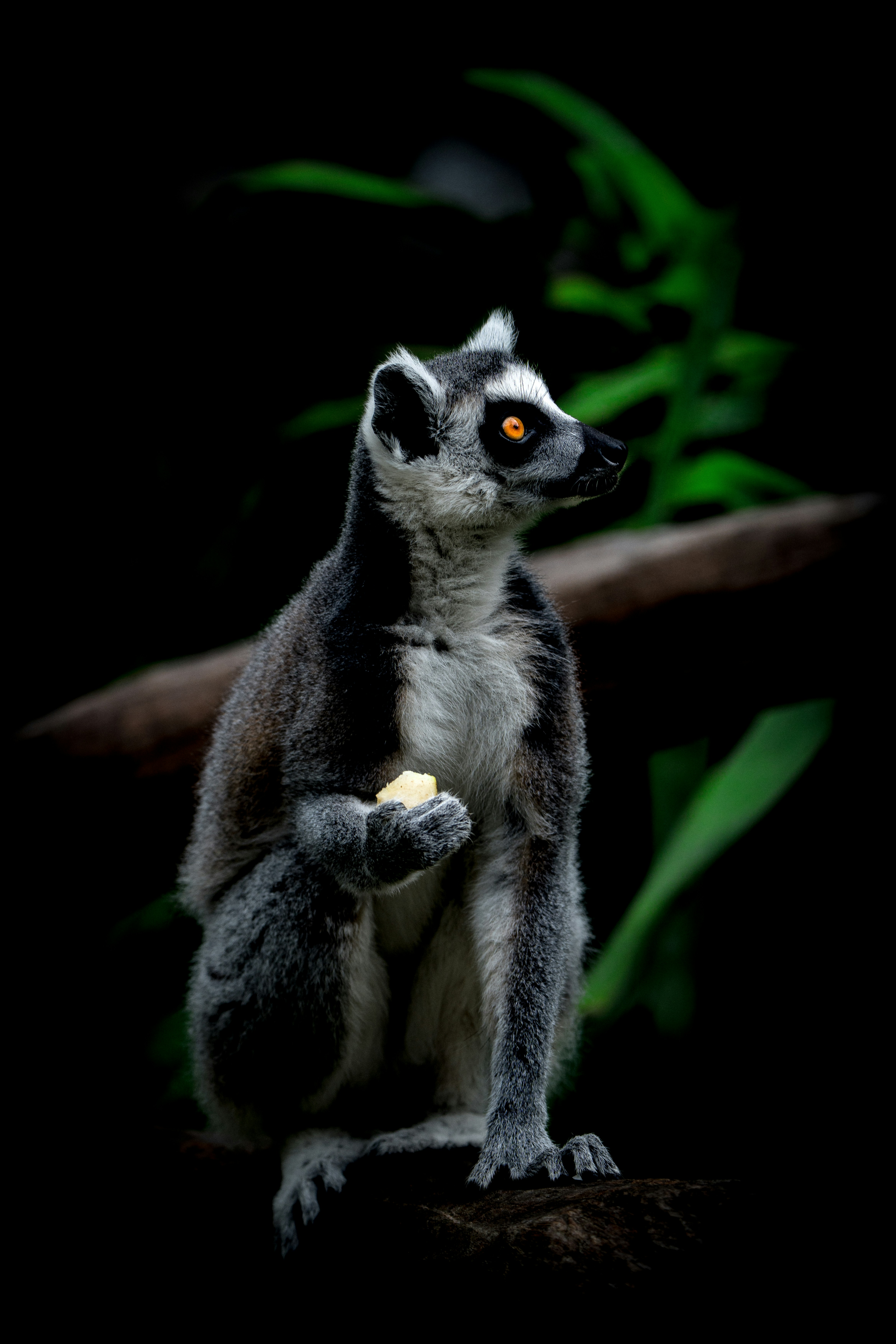 Ring-Tailed Lemur