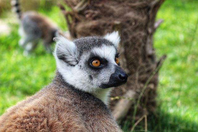 Ring-Tailed Lemur