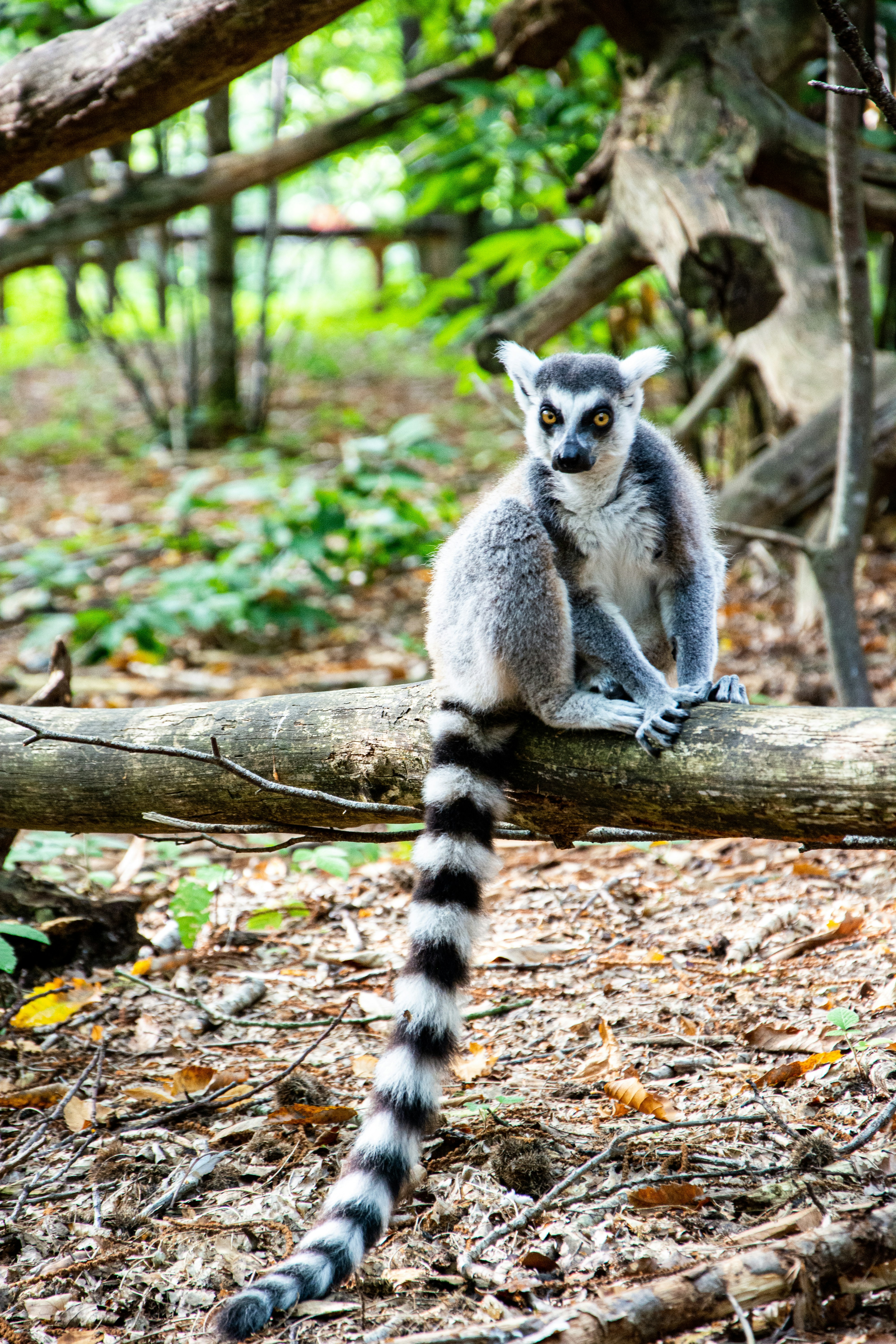 Ring-Tailed Lemur