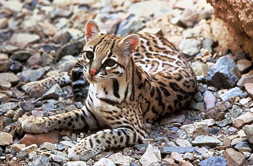 Margay