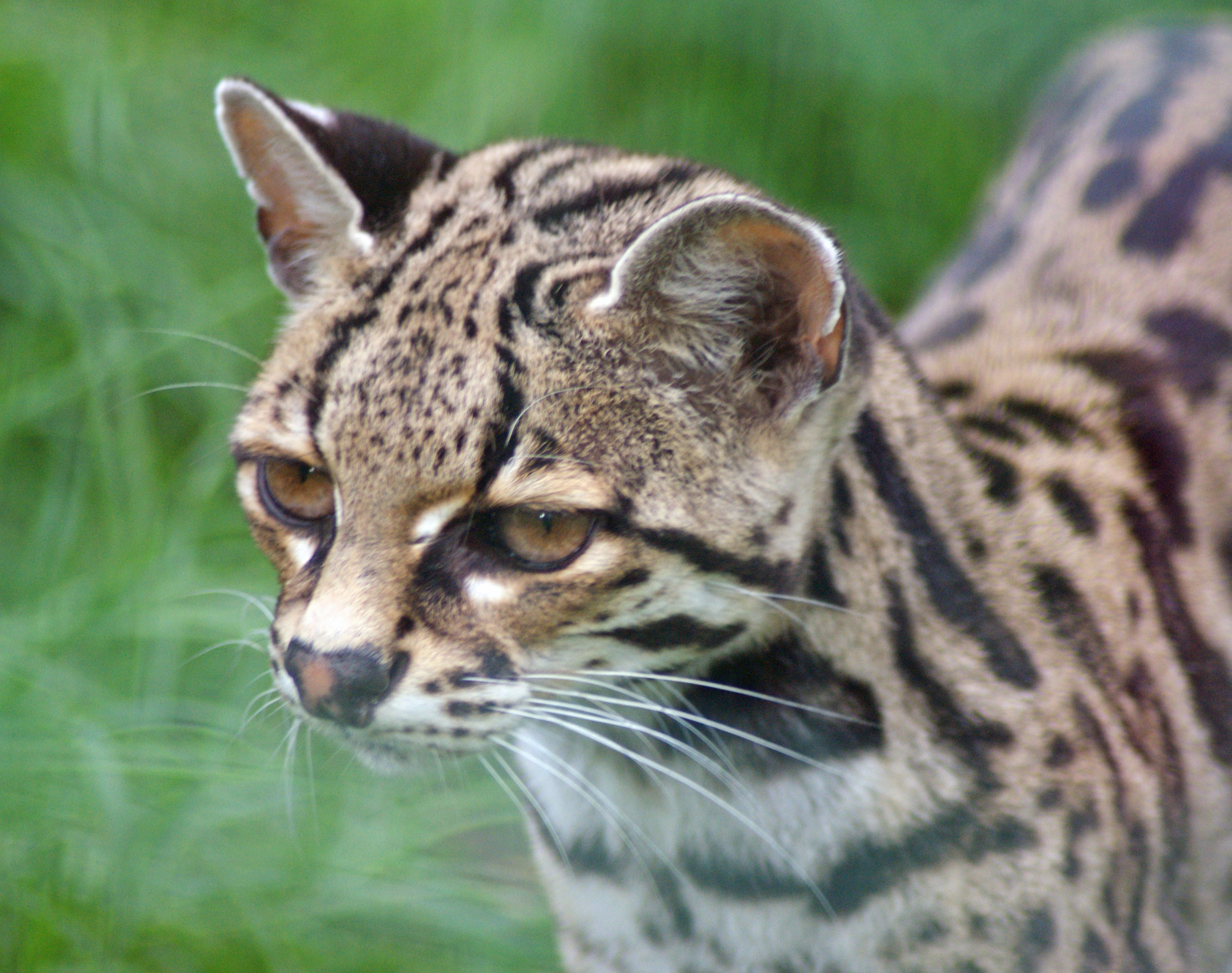 Margay