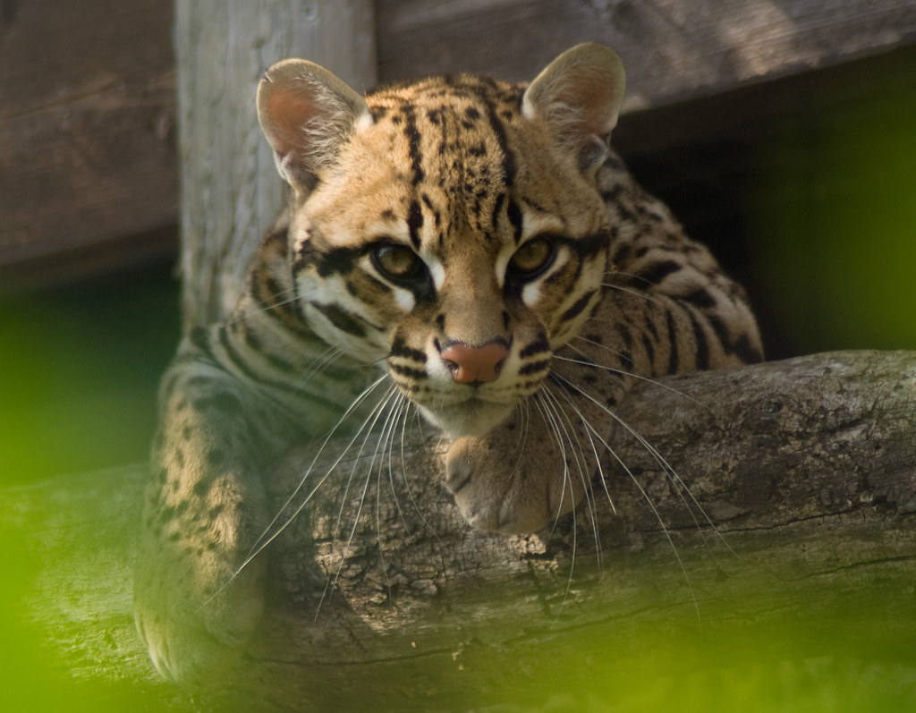 Ocelot