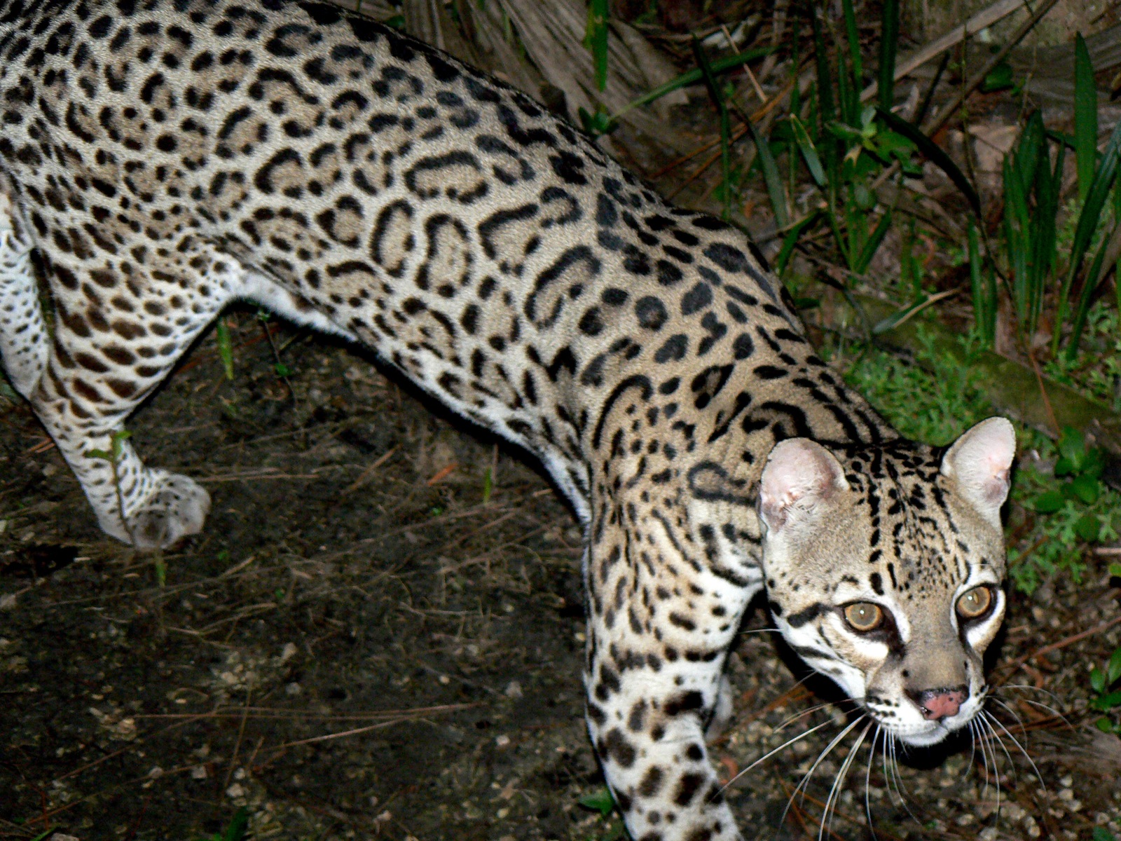 Ocelot