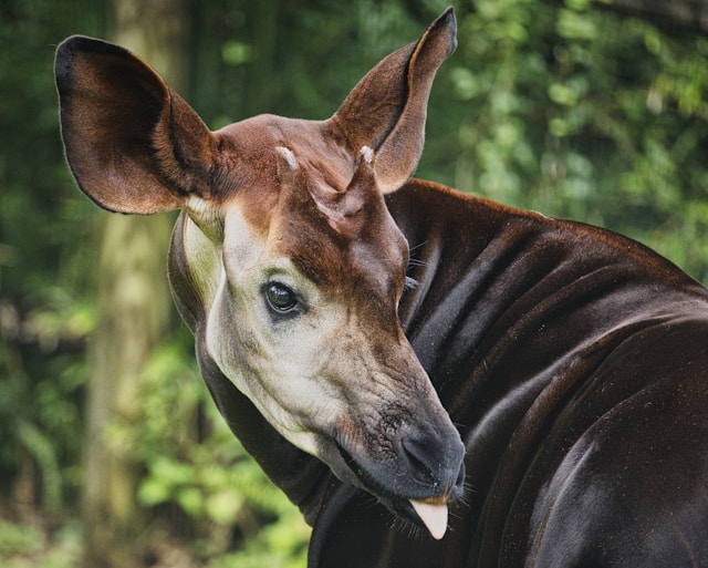 Okapi
