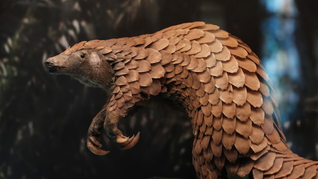 African Tree Pangolin