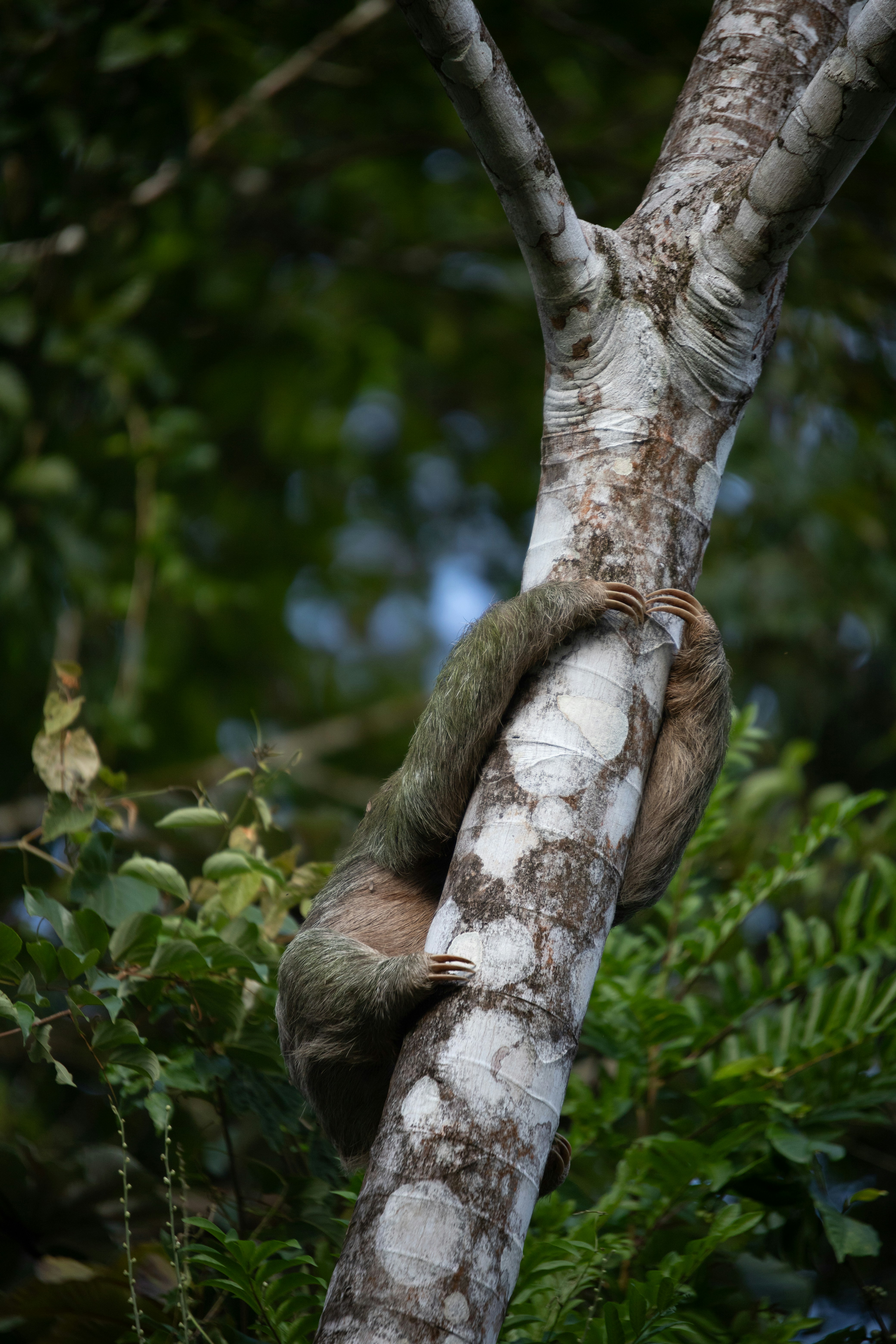 Three-Toed Sloth