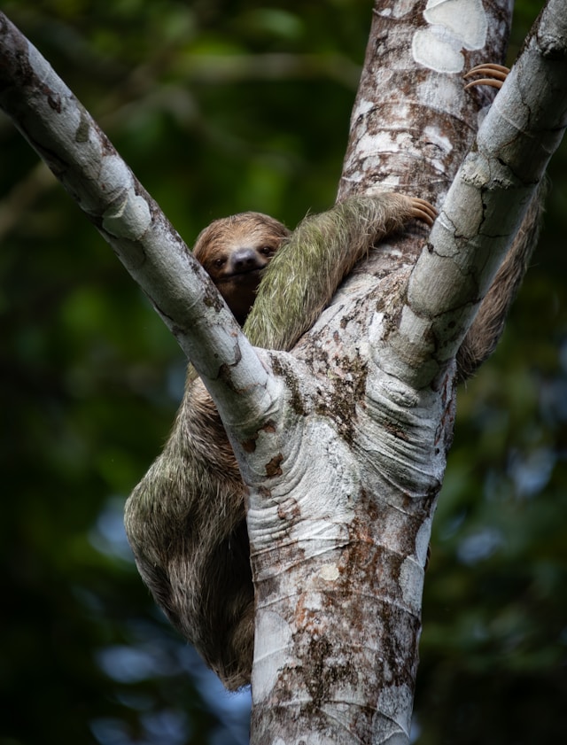 Three-Toed Sloth