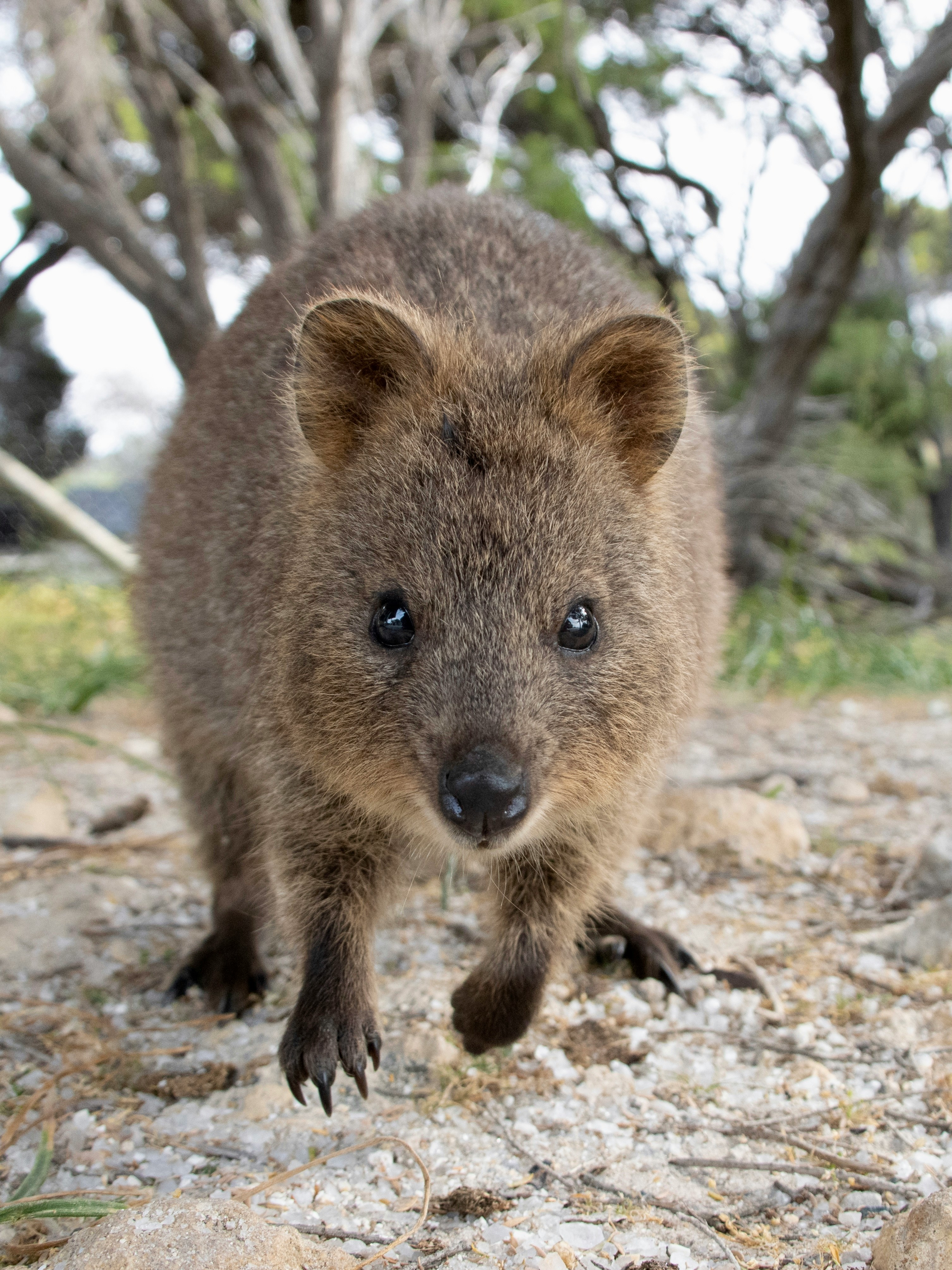 Quokka