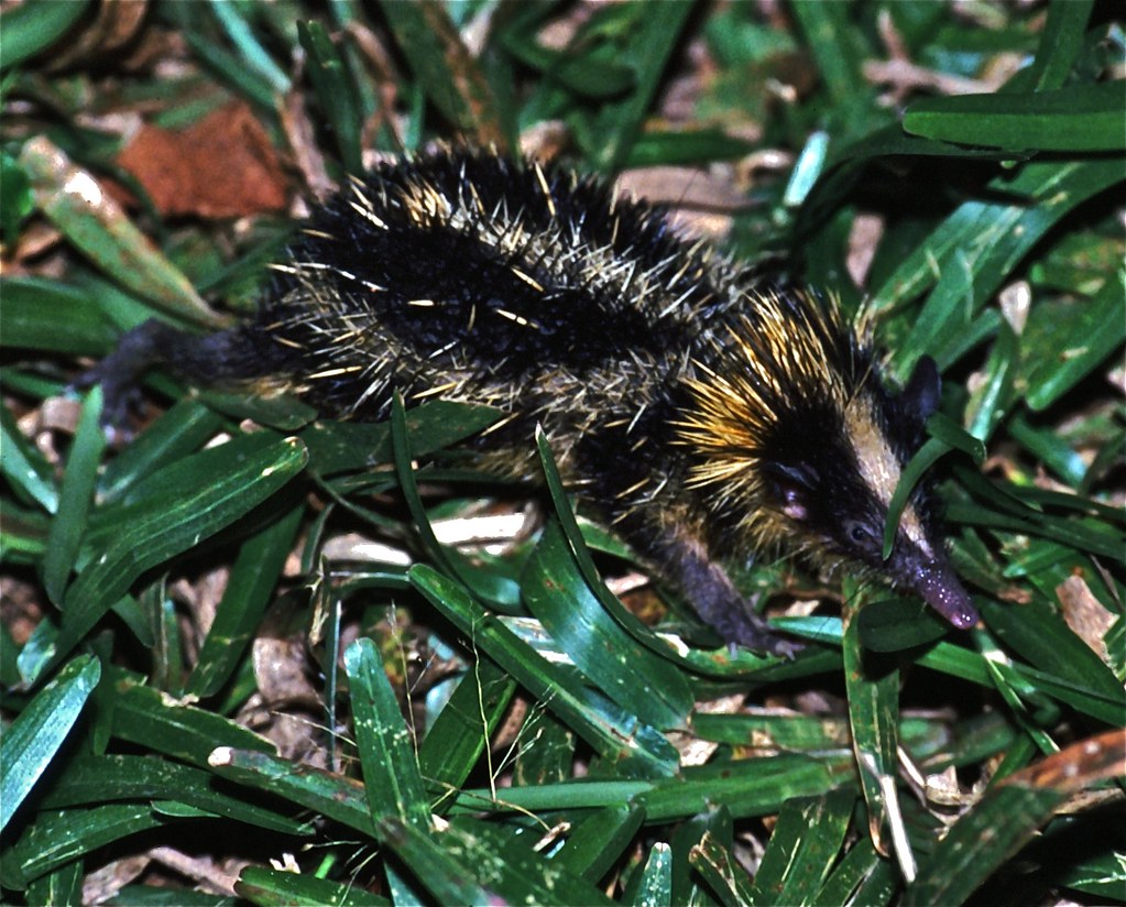 Lowland Streaked Tenrec