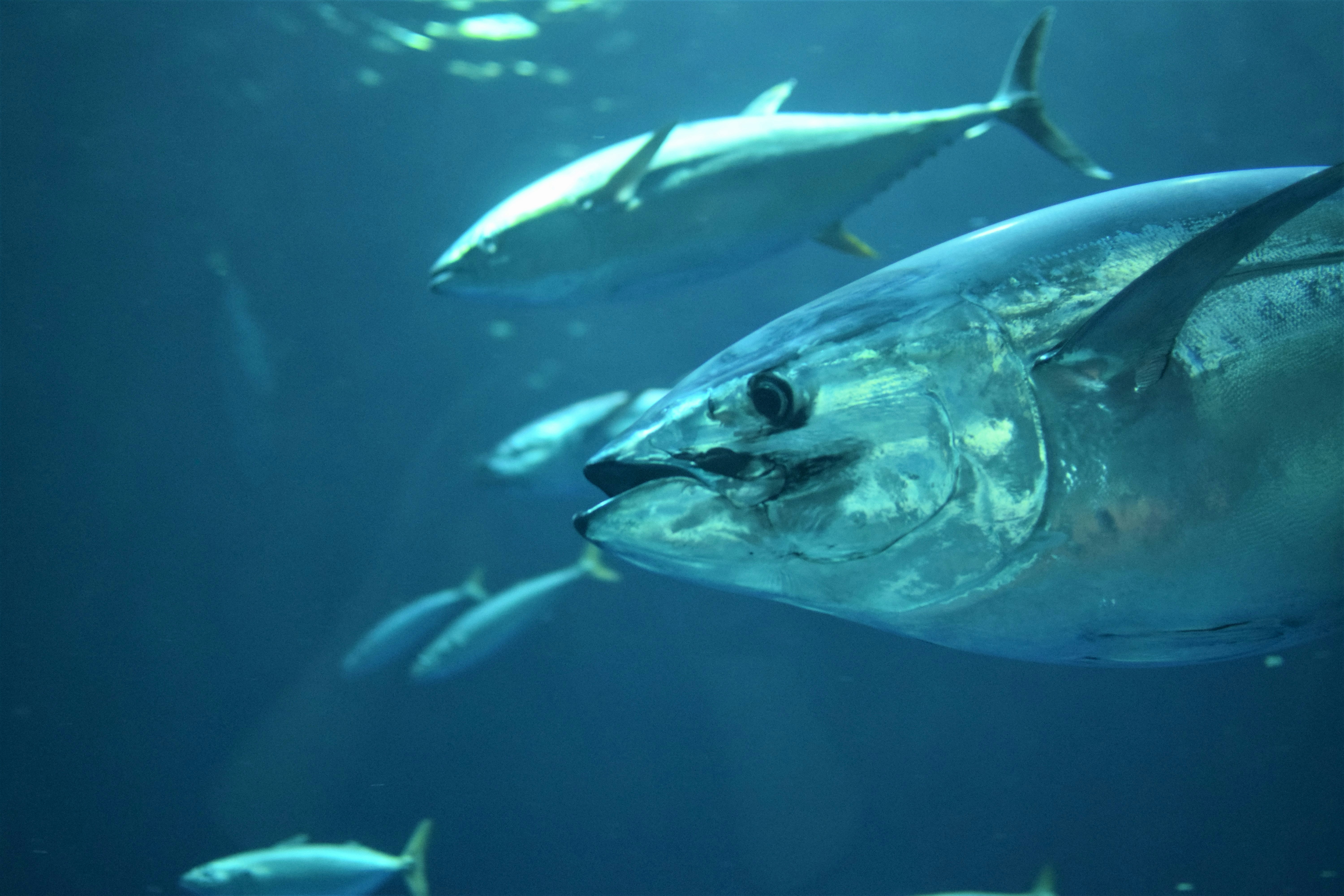 Bluefin Tuna
