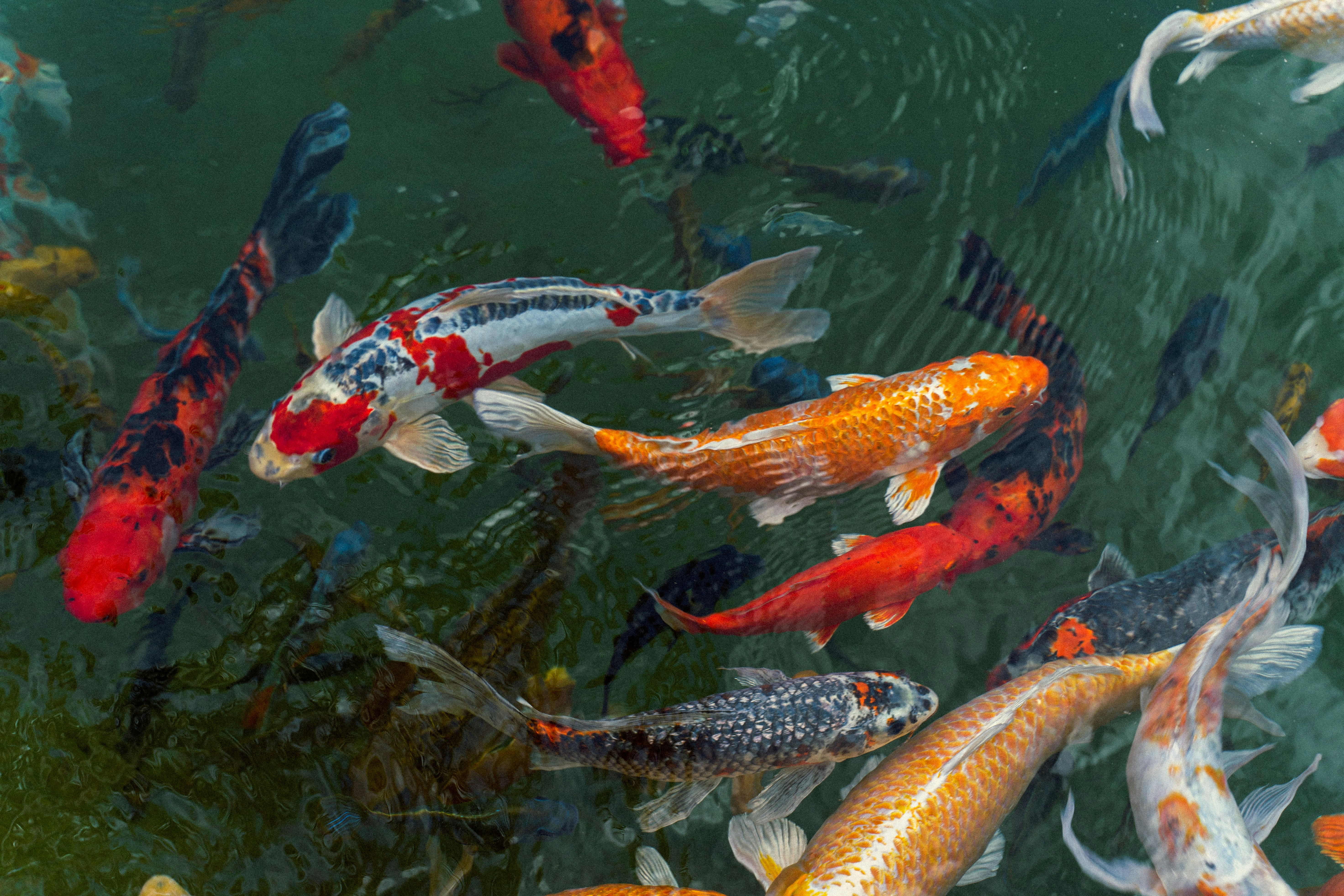 Koi Carp