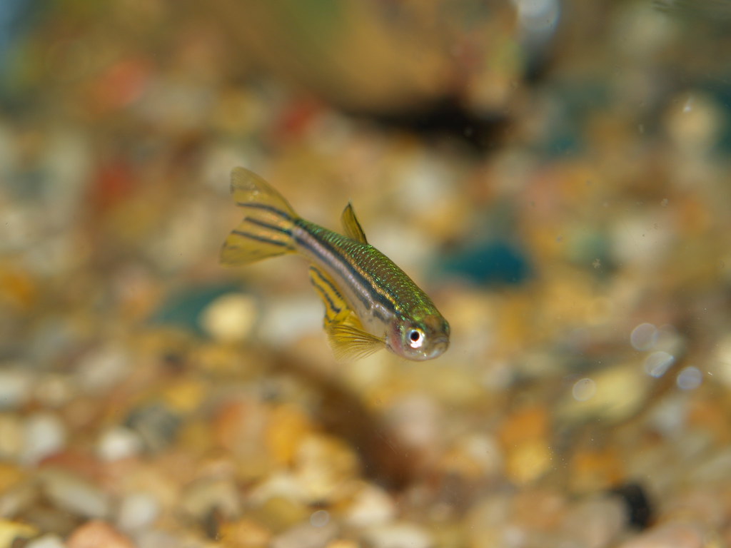 Zebrafish (Zebra Danio)
