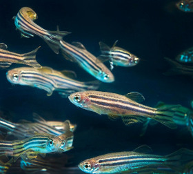Zebrafish (Zebra Danio)