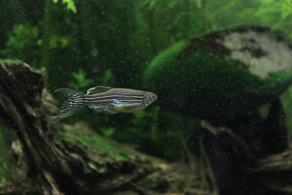 Zebrafish (Zebra Danio)
