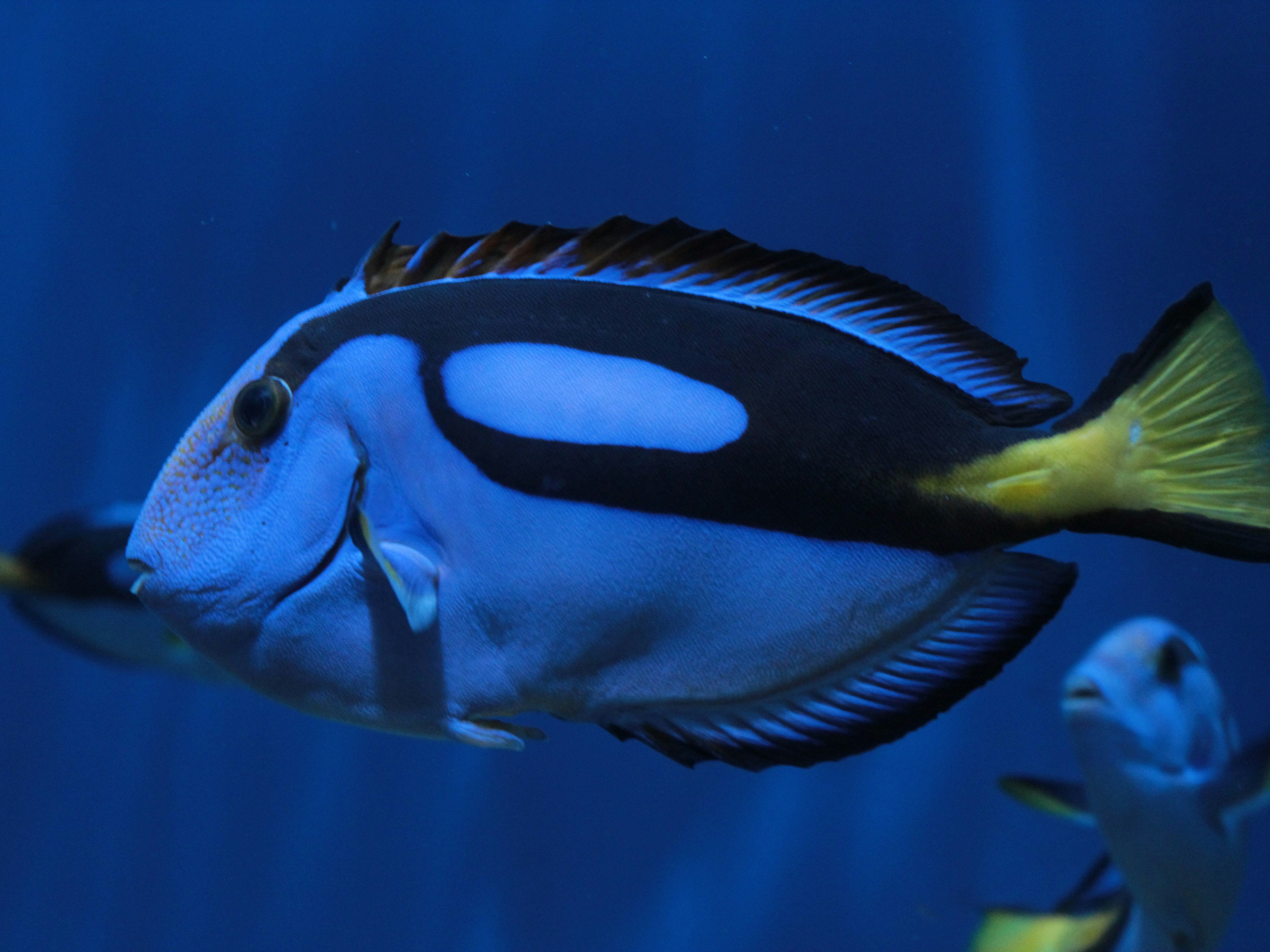 Blue Tang