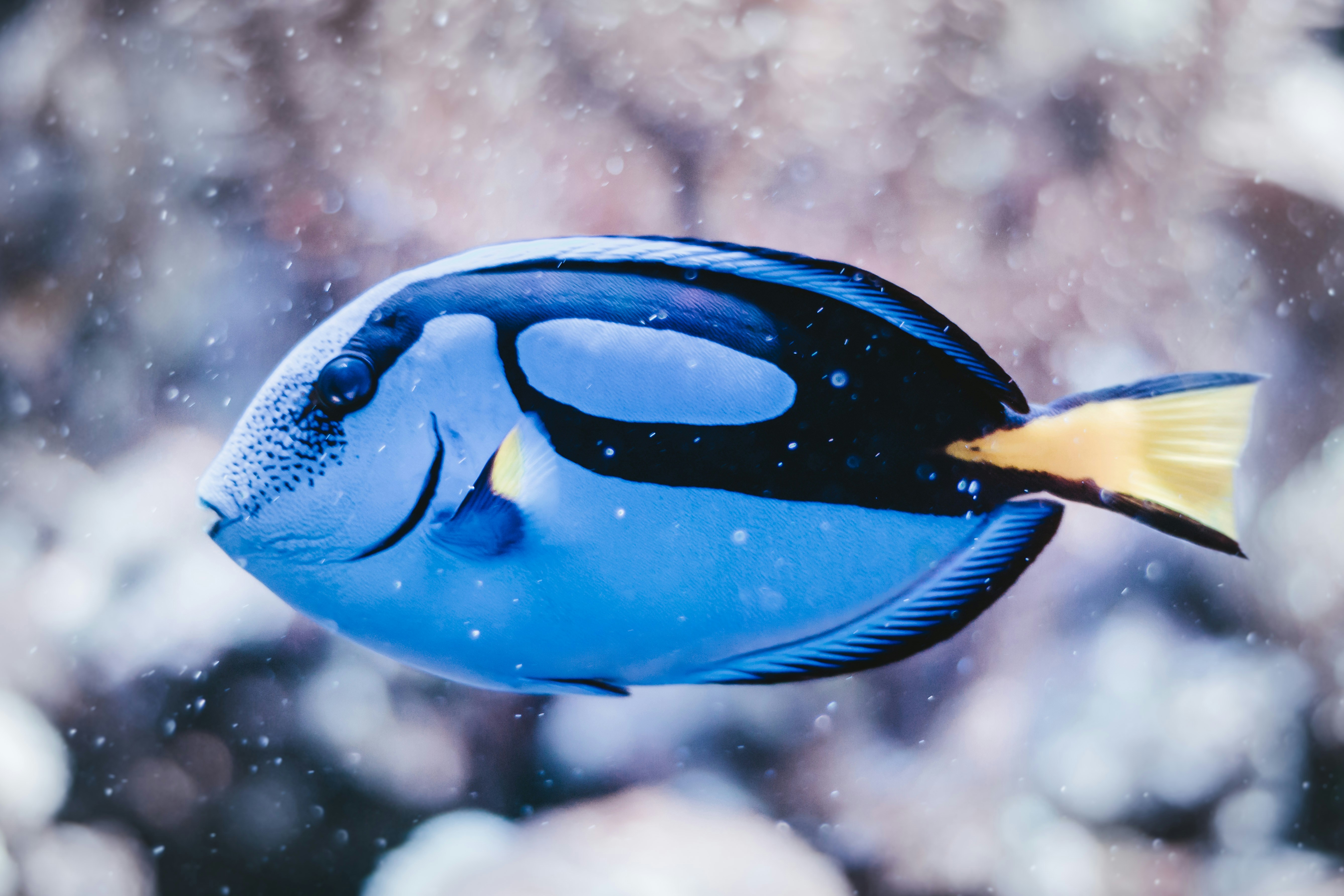 Blue Tang