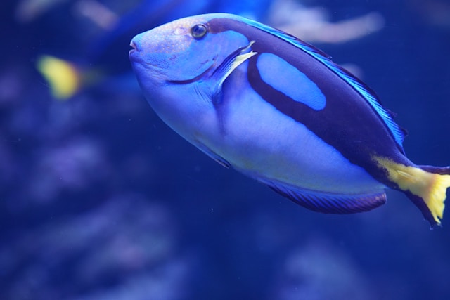 Blue Tang